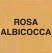 rosa albicocca
